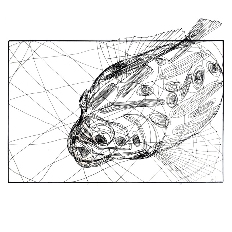 Cichlid fish emerging from a welded wire frame