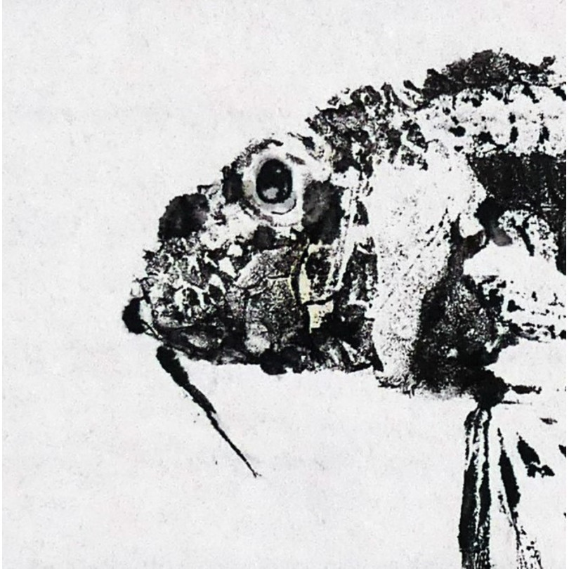 Cuadro - Gyotaku, impresión de pez salmonette, tinta negra sobre papel