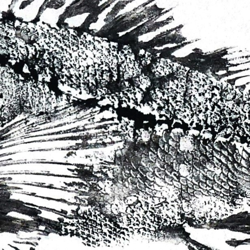 Tableau Gyotaku original : empreinte d'une rascasse à l'encre noire sur papier.