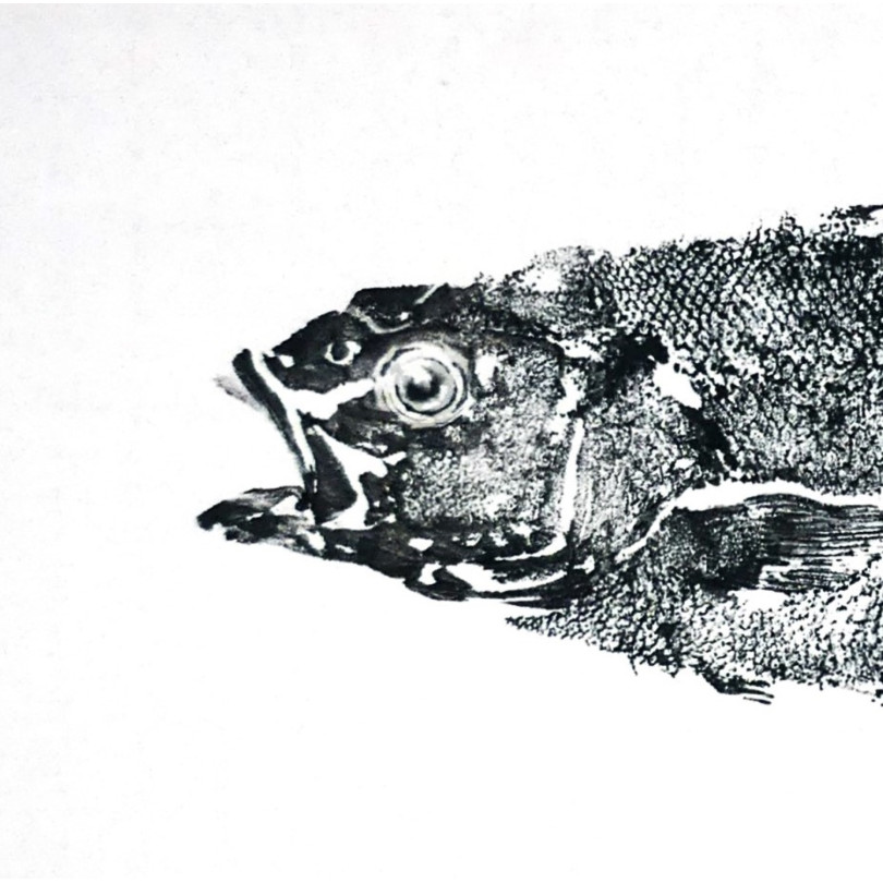 Original gyotaku artwork: print of a seabass in black ink on paper