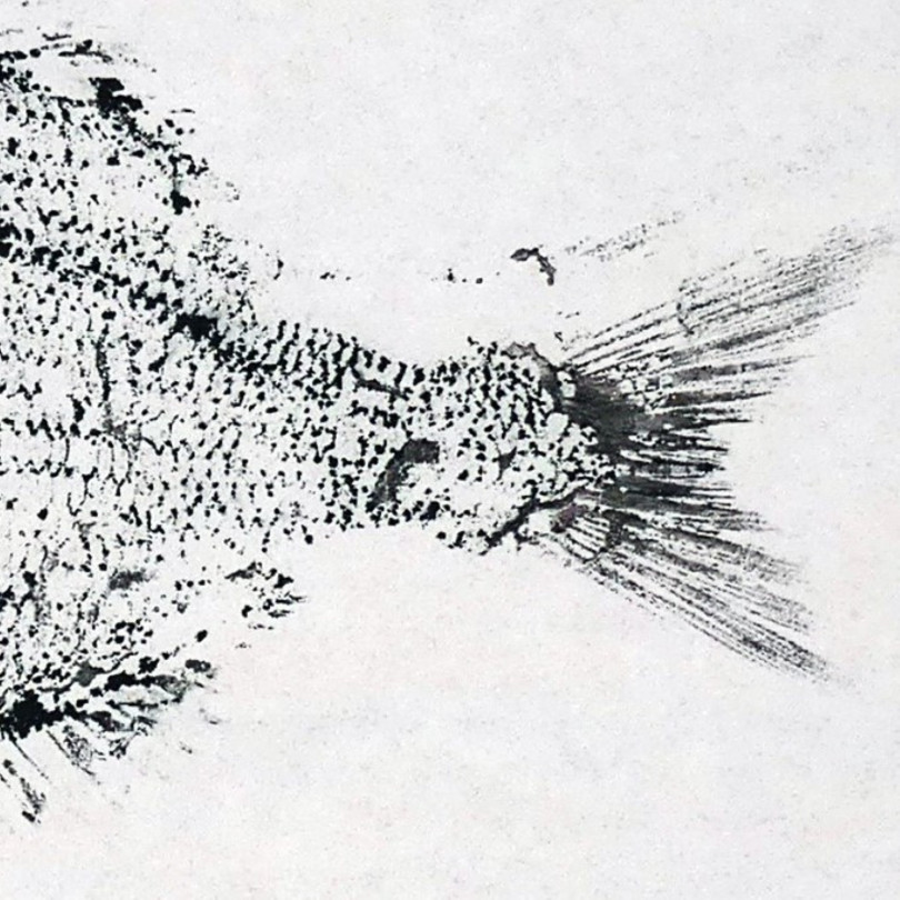 Tableau Gyotaku original : empreinte d'une saupe à l'encre noire sur papier